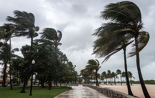 árboles en una tormenta