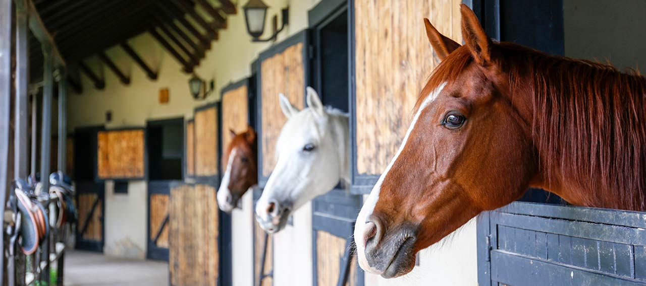 horses in stable