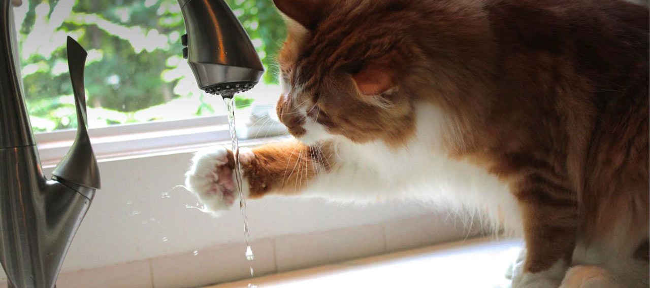 cat drinking water from sink