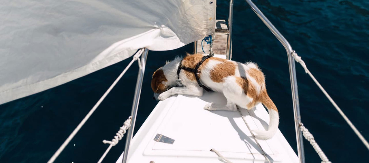 dog on the sailboat